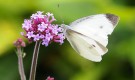 蝶が大好きな花