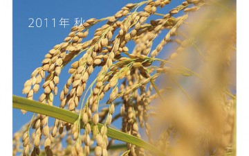 ブラウンライスさんのホールフードマーケット