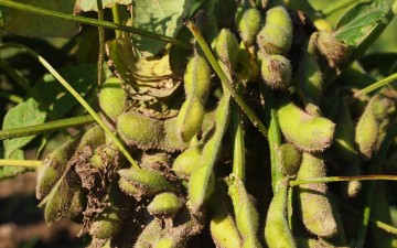 秋は枝豆が美味しい季節