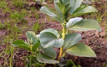 空豆、順調に育っています！