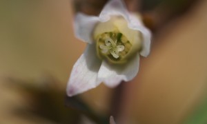 林縁にひっそりと咲くヒメウズ
