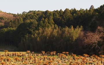 BSフジ「ちいさな大自然」にTV出演します