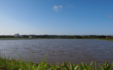 田植え前の水田